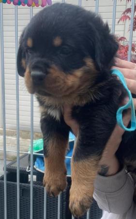 Image 8 of Rottweiler kc registered puppies