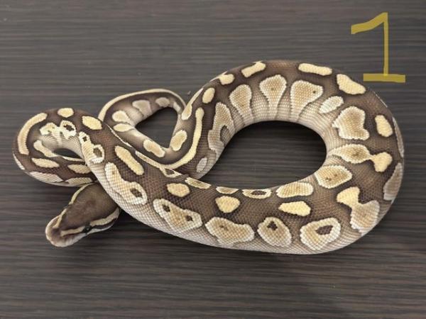 Image 6 of Hatchling Ball Python / Royal Python
