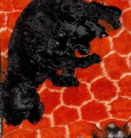 Image 7 of Stunning tiny cavapoo f1b puppies