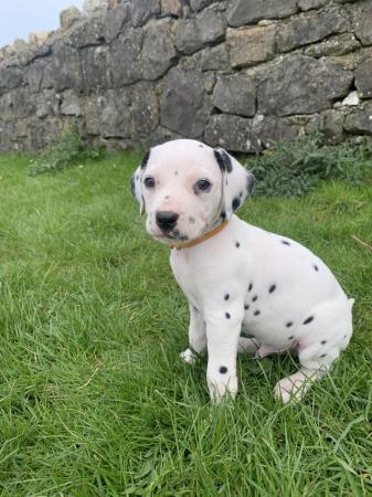 Image 7 of KC registered Dalmatian Puppies
