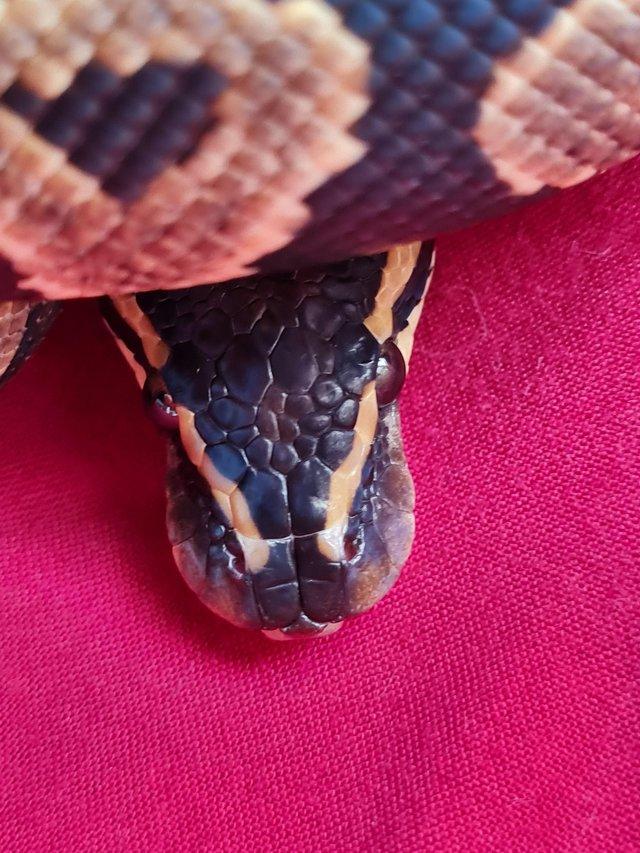 Preview of the first image of Male phantom or mojave yellowbelly royal python.