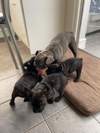 Image 9 of *Price Reduced* 12week old French Bulldog brindle puppies