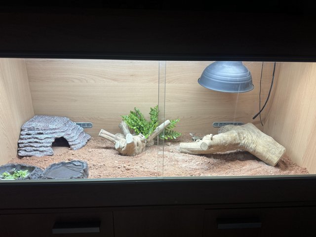 Preview of the first image of Baby bearded dragon and full setup.
