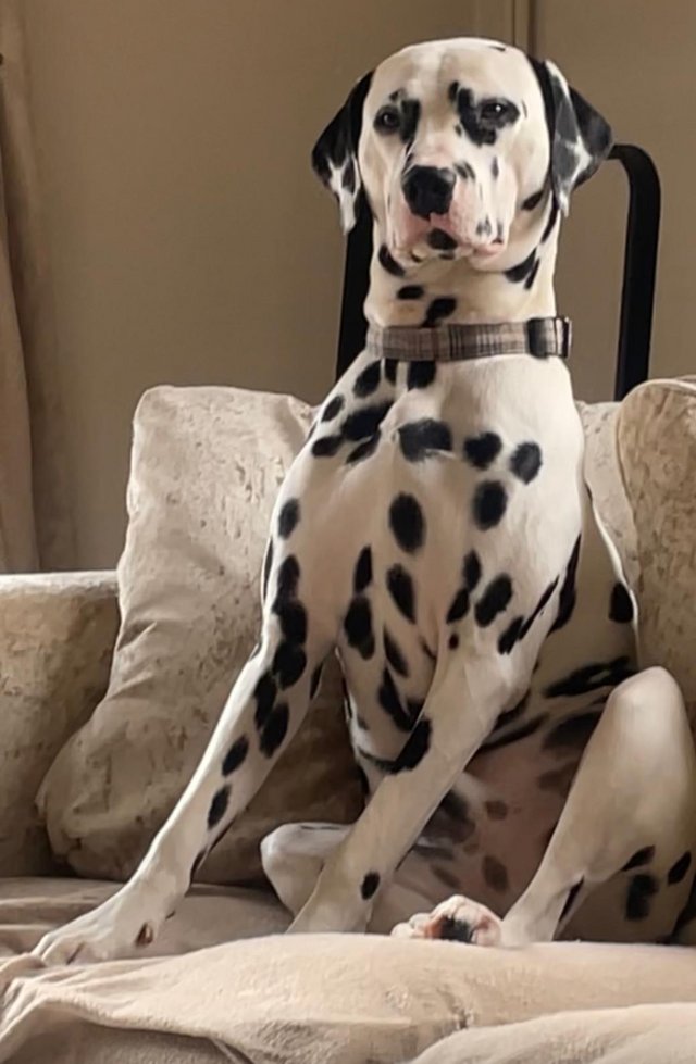Preview of the first image of 10 months old gorgeous Dalmation Buddy.