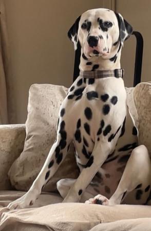 Image 1 of 10 months old gorgeous Dalmation Buddy