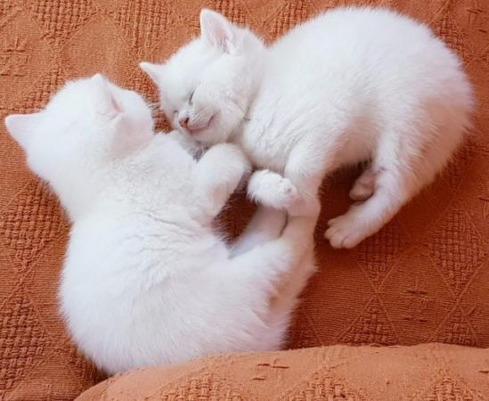 Image 5 of 4 adorable kittens half Turkish Angora
