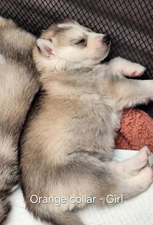 Image 2 of Siberian Husky Puppies - ONLY 1 GIRL & 1 BOY LEFT