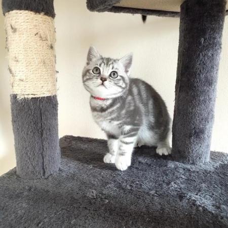 Image 13 of BSH Classic Silver Tabby