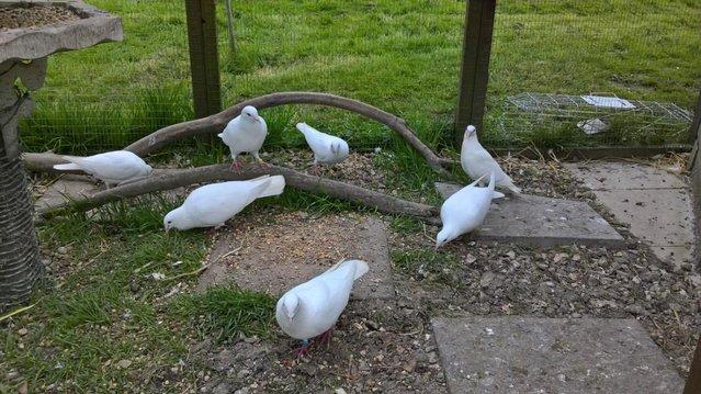 Image 4 of Pure and Best Quality White Doves. READY NOW.