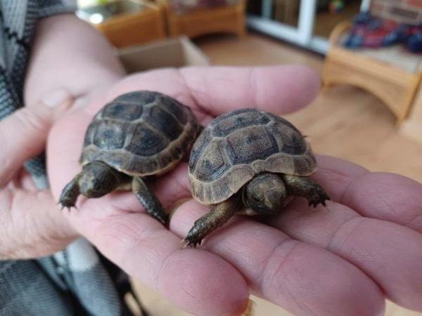 Image 1 of Tortoise licenced spurthighbabies available now