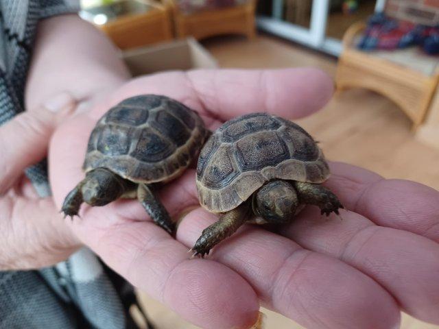 Preview of the first image of Tortoise licenced spurthigh  babies available now.