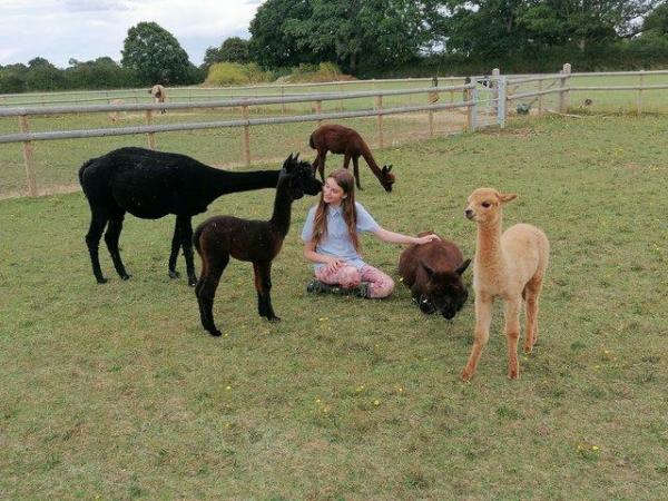 Image 3 of Various quality alpacas for sale.