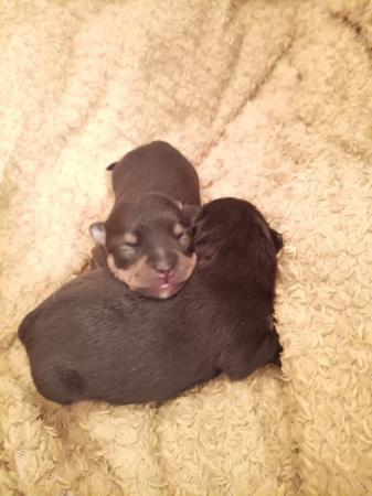 Image 7 of 2 Baby boy Chihuahuas available end of July.
