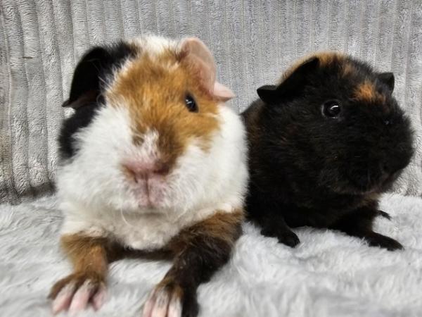 Image 4 of Sow Teddy guinea pigs ready to go