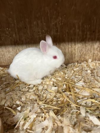 Image 3 of Netherland Dwarf Baby White Coloured Female Rabbit