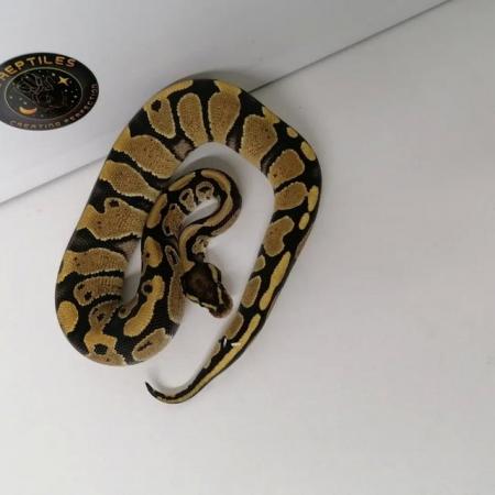 Image 5 of Fire ball python 2023 female 2 available.