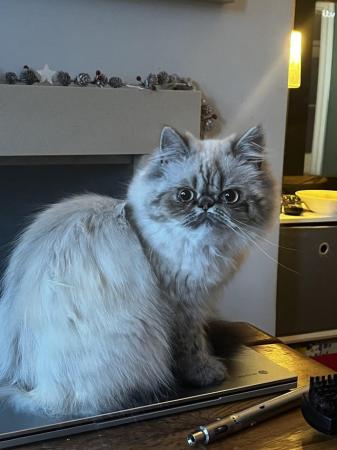 Image 2 of Persian cat 18 months female