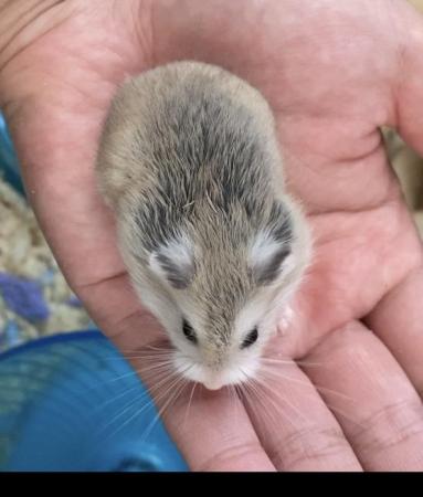 Image 4 of 8 weeks old dwarf roborovski hamster looking for new home