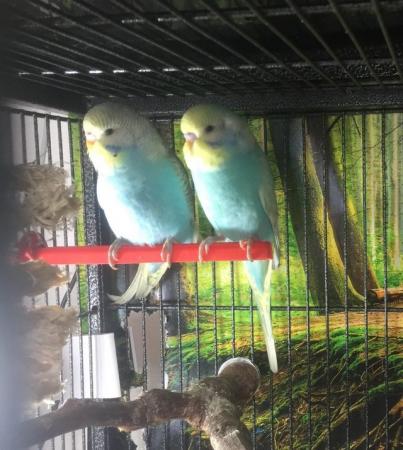 Image 4 of Baby Budgies need new home