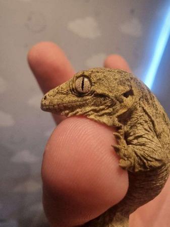 Image 3 of Leachianus 4-5 months old gecko for sale