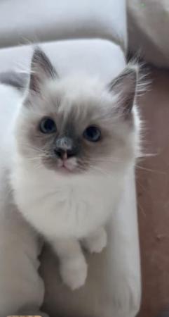 Image 1 of Gorgeous Ragdoll Kittens for sale