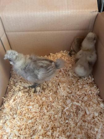 Image 2 of Day old chicks to growers from pure breeds