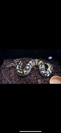 Image 4 of Pastel royal pythons for sale