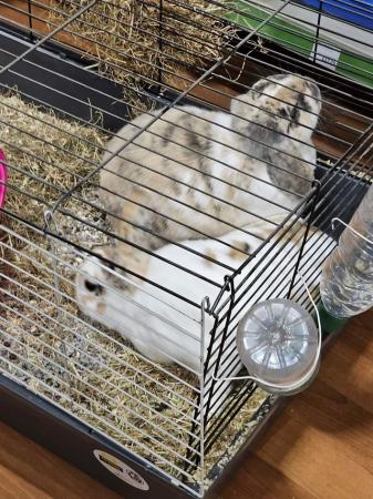 Image 1 of 2 bonded female rabbits for rehome