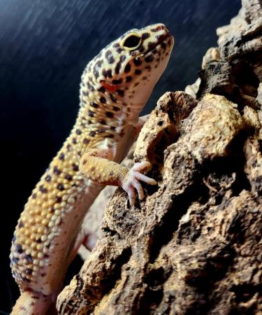 Image 3 of CB20 Male Leopard Gecko - Full set up available