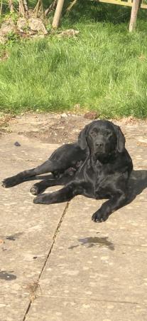 Image 5 of Labrador Retriever puppies for sale micro chipped