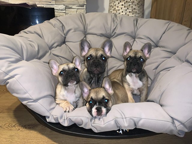 Preview of the first image of French Bulldogs puppies.