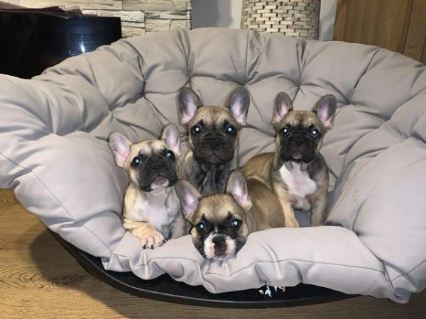 Image 1 of French Bulldogs puppies