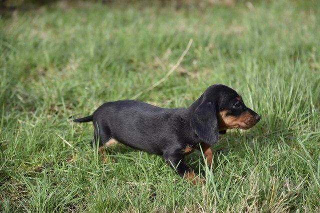 Adorable dachshund puppies looking new home for sale in Tarleton, Lancashire - Image 7