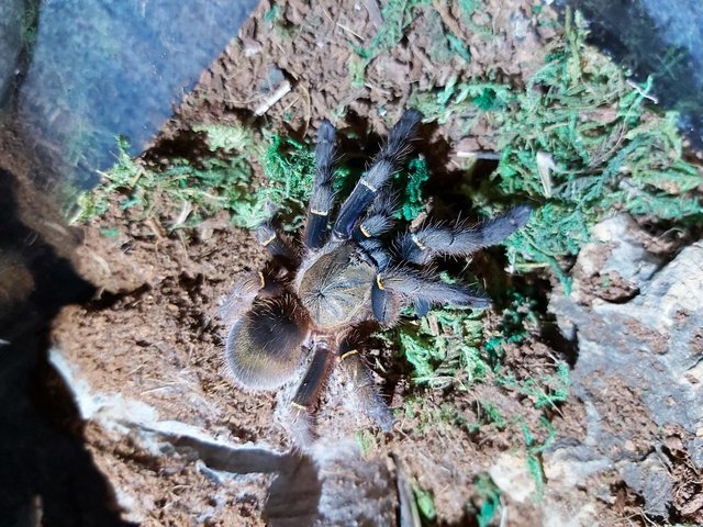 Preview of the first image of Ephebopus cyanognathus - blue fang tarantula.