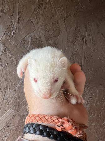 Image 4 of Albino ferret kits girls / boys
