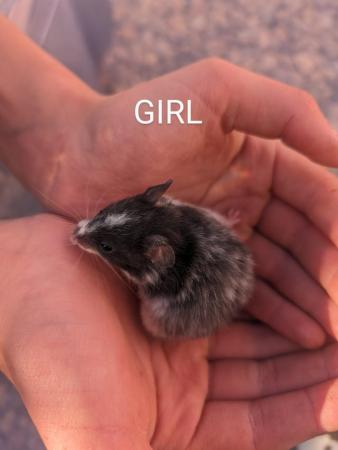 Image 9 of Friendly, baby Syrian hamsters