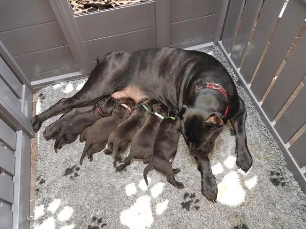 Image 2 of Excellent bloodline black Cane Corso puppies