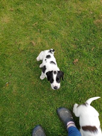 Image 4 of Springador puppies ready to go 6th may mixed markings