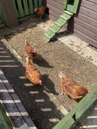 Image 1 of 4 ex battery hens need a good home asap