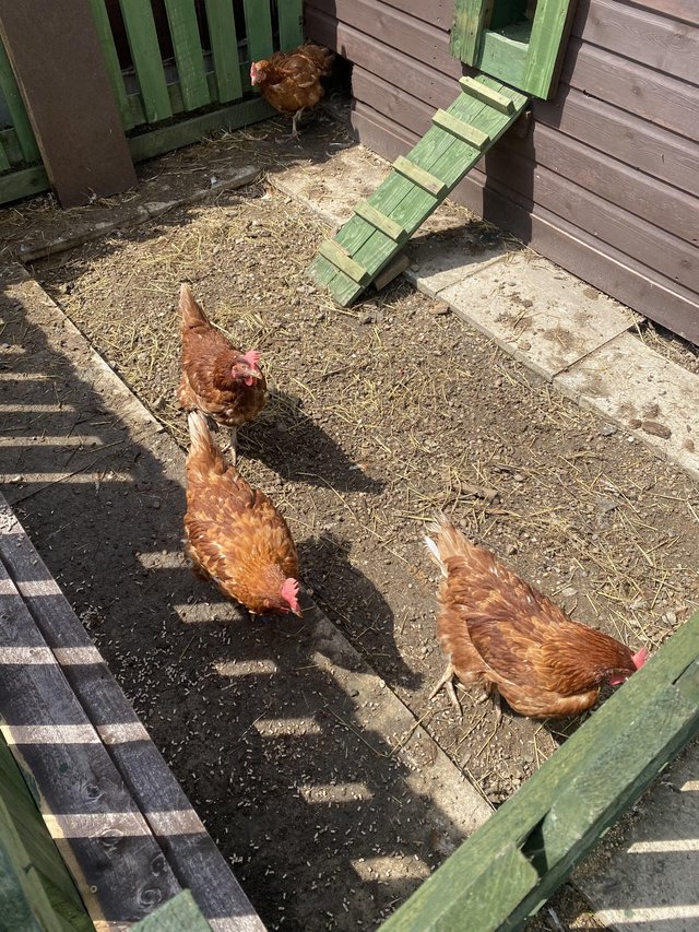 Preview of the first image of 4 ex battery hens need a good home asap.