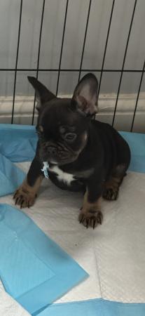 Image 17 of Beautiful French bulldog puppies ready to leave