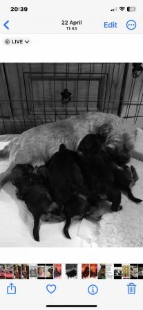 Image 1 of KC registered Border Terrier puppies