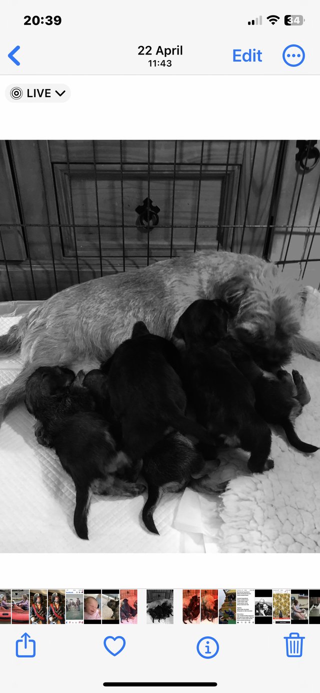 Preview of the first image of KC registered Border Terrier puppies.