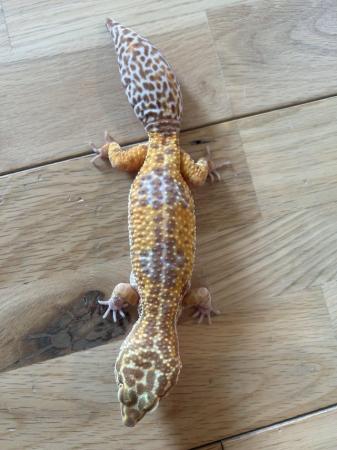 Image 5 of Female leopard gecko pet only full setup
