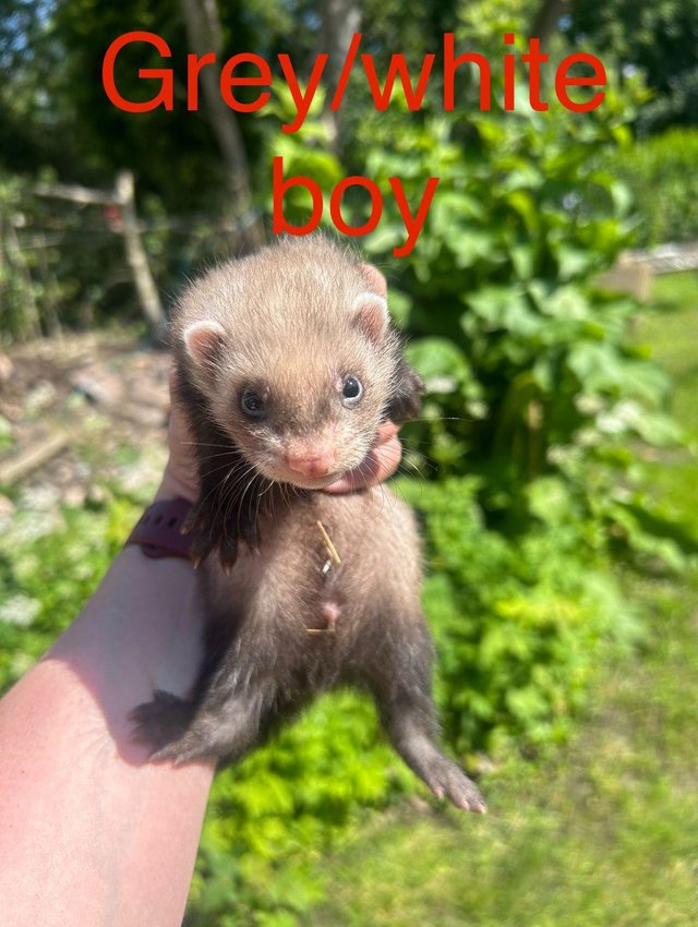 Preview of the first image of 6 week old ferrets. Ready now! EU polecat cross albino ferr.