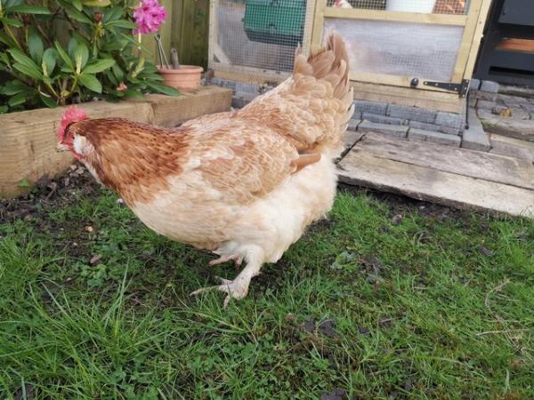 Image 1 of 8 months old faverolle hen for sale