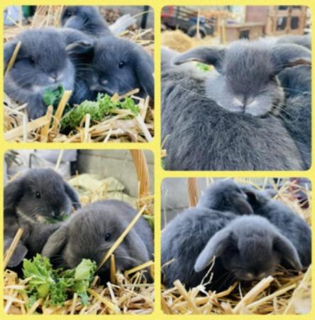 Image 6 of Stunning solid blue miniature lop Buck