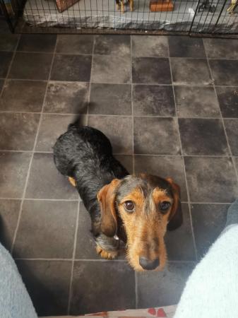 Image 4 of I have a stunning female dachshund for sale.