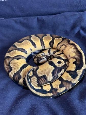Image 3 of Female pastel het pied ball python