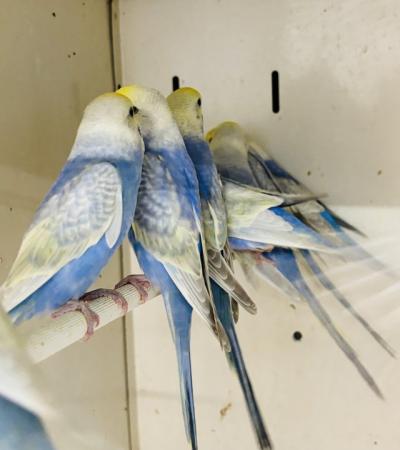Image 1 of 2024 hatched rainbow budgies